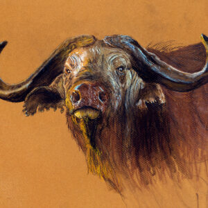 Cape Buffalo
