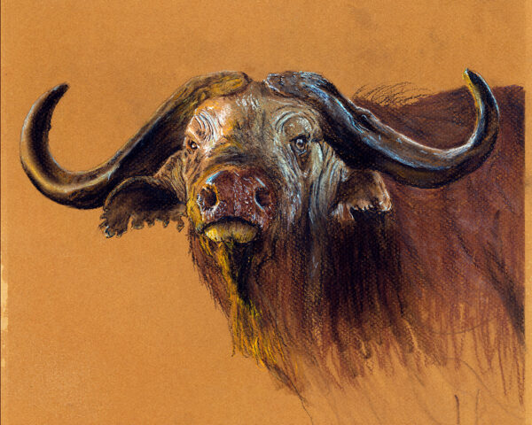 Cape Buffalo